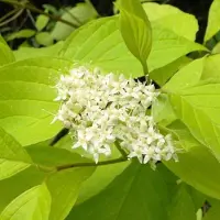 Arborix Weißer Hartriegel Cornus alba 60 bis 80 cm im Container Herbstfärbung