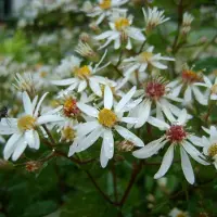 Arborix 6 x Schleier-Aster 'Silver Spray' Aster cordifolius Topf 9cm Herbstblüher