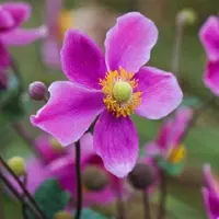 Arborix 6 x Herbst-Anemone 'Splendens' Anemone hupehensis Topf 9cm Herbstblüher