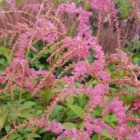Arborix 6 x Prachtspiere 'Straussenfeder' Astilbe thunbergii Topf 9cm Beetrandpflanze