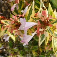 Arborix Abelie 'Francis Mason' Abelia grandiflora 25 bis 30 cm im Container Überhängender Wuchs