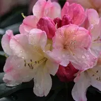 Arborix Rhododendron 'Percy Wiseman' 40 bis 50 cm im Container Für Sauren Boden
