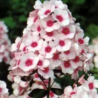 Arborix 6 x Wiesen-Flammenblume 'Omega' Phlox maculata Topf 9cm Große Lilafarbene Blüten