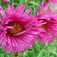 Arborix 6 x Herbst-Aster 'Andenken an Alma Pötschke' Aster Novae-angliae Topf 9cm Herbstblüher