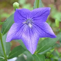 Arborix 6 x Ballonblume 'Mariesii' Platycodon grandiflorus Topf 9cm Schnittblume