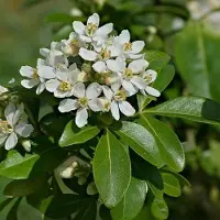 Arborix Orangenblume Choisya ternata 25 bis 30 cm im Container Trockenheitsverträglich