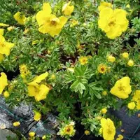 Arborix Fingerstrauch 'Goldteppich' Potentilla fruticosa 25 bis 30 cm im Container Kompakt Wachsend