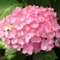 Arborix Hortensie 'Hamburg' Hydrangea macrophylla 25 bis 30 cm im Container Kugelige Blüten