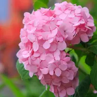 Arborix Hortensie 'Bouquet Rose' Hydrangea macrophylla 25 bis 30 cm im Container Kugelige Blüten