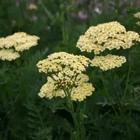 Arborix 6 x Schafgarbe 'Alabaster' Achillea Topf 9cm Weiße Blüten
