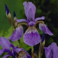 Arborix 6 x Schwertlilie 'Blue King' Iris Topf 9cm Blau Blühend