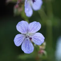 Arborix 6 x Wiesen-Storchschnabel 'Mrs Kendall Clark' Geranium Pratense Topf 9cm Hellblaue Blüten