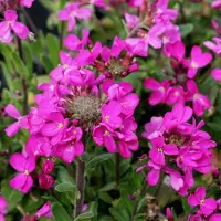 Arborix 6 x Gänsekresse Arabis blepharophylla Topf 9cm Frühblüher