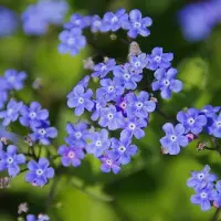 Arborix 6x Kaukasus-Vergissmeinnicht 'Hadspen Cream' Brunnera macrophylla Topf 9 cm Panaschiertes Laub