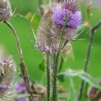 Arborix 6x Karde Dipsacus fullonum Topf 9 cm Strukturpflanze