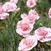 Arborix 6 x Federnelke 'Doris' Dianthus plumarius Topf 9cm Stark Duftend