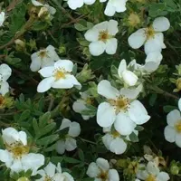 Arborix Fingerstrauch 'Abbotswood' Potentilla fruticosa 25 bis 30 cm im Container Weiß Blühend