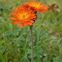 Arborix 6 x Orangerotes Habichtskraut Hieracium aurantiacum Topf 9cm Orange Blüten