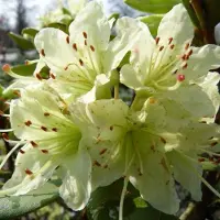 Arborix Rhododendron 'Shamrock' 20 bis 30 cm im Container Für Sauren Boden