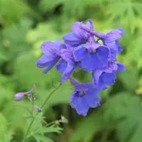 Arborix 6 x Rittersporn 'Bellamosum' Delphinium Topf 9cm Schnittblume