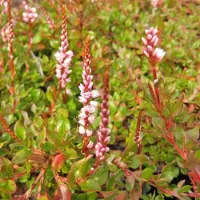 Arborix 6 x Teppich-Knöterich Persicaria vacciniifolia Topf 9cm Bodendeckend