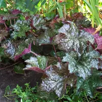 Arborix 6 x Purpurglöckchen 'Palace Purple' Heuchera micrantha Topf 9cm Dunkelviolettes Laub