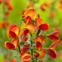 Arborix Ginster 'Lena' Cytisus 40 bis 60 cm im Container Kompakt Wachsend