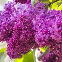 Arborix Edelflieder 'Charles Joly' Syringa vulgaris 40 bis 60 cm im Container Duftende Blüten
