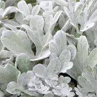 Arborix 6 x Silber-Wermut 'Boughton Silver' Artemisia stelleriana Topf 9cm Silbriges Laub