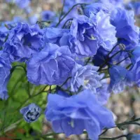Arborix 6 x Zwerg-Glockenblume 'Baby Blue' Campanula cochleariifolia Topf 9cm Blaue Blüten