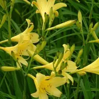 Arborix 6 x Frühe Taglilie Hemerocallis,ilioasphodelus Topf 9cm Gelbe Blüten