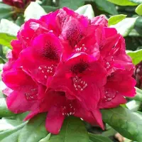 Arborix Rhododendron 'Lord Roberts' 40 bis 50 cm im Container Für Sauren Boden