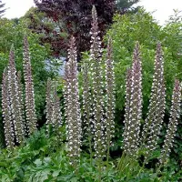 Arborix 6 x Weicher Bärenklau Acanthus mollis Topf 9cm Großes Blatt