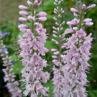 Arborix 6 x Ehrenpreis 'Pink Damask' Veronica Topf 9cm Lange Blütenstiele