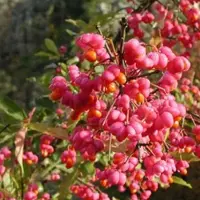 Arborix Pfaffenhütchen Euonymus europaeus 60 bis 80 cm im Container Herbstfärbung