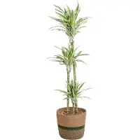 Oasis of Life Dracaena Deremensis White Stripe inkl. Naturkorb - Höhe 130-150cm - Ø24cm
