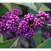 Arborix Schönfrucht 'Profusion' Callicarpa bodinieri 40 bis 60 cm im Container Violette Beeren