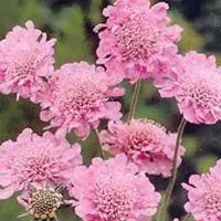 Arborix 6 x Skabiose 'Pink Mist' Scabiosa columbaria Topf 9cm Schnittblume