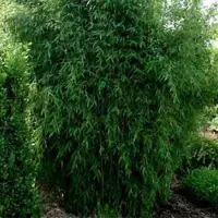 Arborix Bambus 'Great Wall' Fargesia nitida 60 bis 80 cm im Container Immergrün