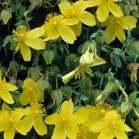 Arborix Johanniskraut 'Buttercup' Hypericum densiflorum 30 bis 40 cm im Container Dekorativ
