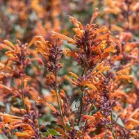 Arborix 6x Duftnessel 'Fleur' Agastache Topf 9 cm Farbenreiche Blüten