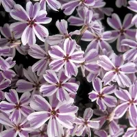 Arborix 6 x Teppich-Flammenblume 'Candy Stripes' Phlox subulata Topf 9cm Reichblühend