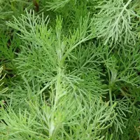 Arborix 6 x Eberraute Artemisia abrotanum Topf 9cm Zitroniger Duft