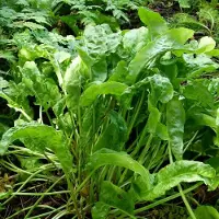 Arborix 6 x Sauerampfer Rumex acetosa Topf 9cm Würzkraut