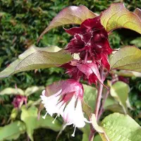 Arborix Leycesterie 'Purple Rain' Leycesteria formosa 40 bis 50 cm im Container Violette Beeren