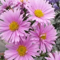 Arborix 6 x Glattblatt-Aster 'Sarah Ballard' Aster novi-belgii Topf 9cm Herbstblüher