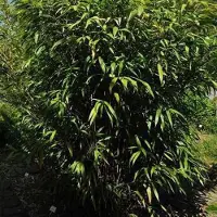 Arborix Pfeilbambus Pseudosasa japonica 60 bis 80 cm im Container Immergrün