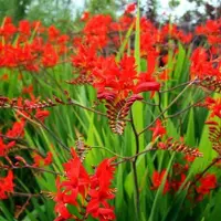 Arborix 6 x Montbretie Crocosmia masoniorum Topf 9cm Orange Blüten
