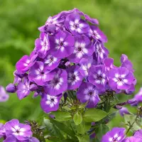 Arborix 6 x Flammenblume 'Laura' Phlox paniculata Topf 9cm Sommerblüher