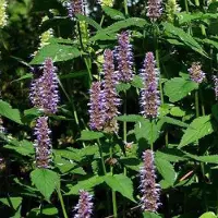 Arborix 6 x Duftnessel 'Blue Fortune' Agastache Topf 9cm